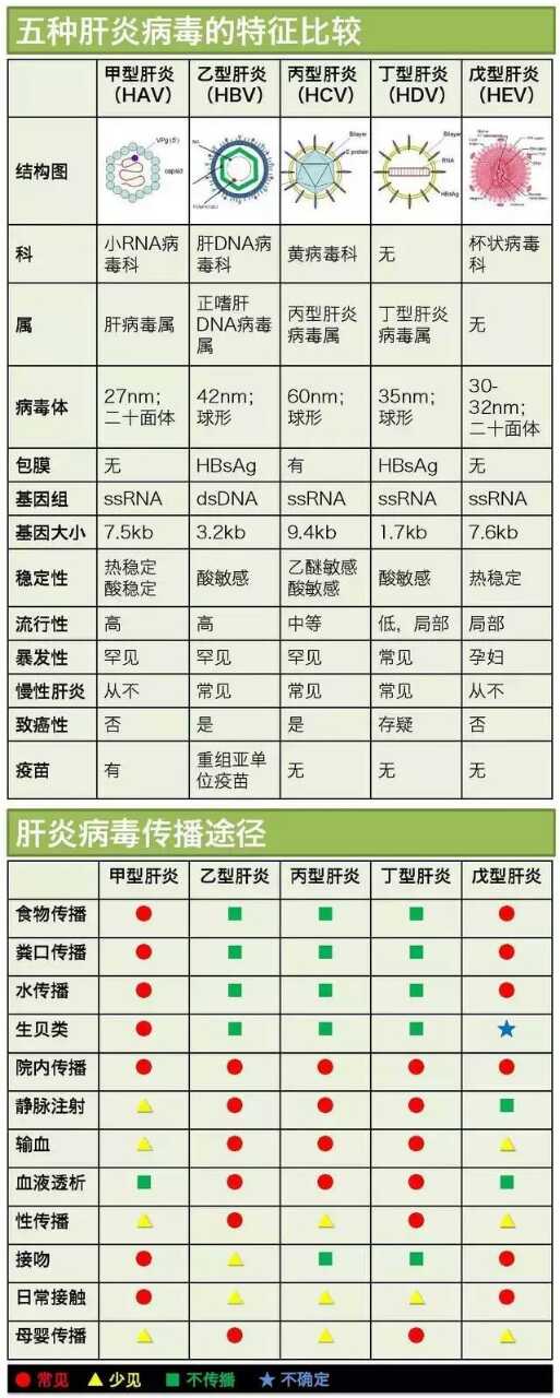 五种肝炎病毒一图知