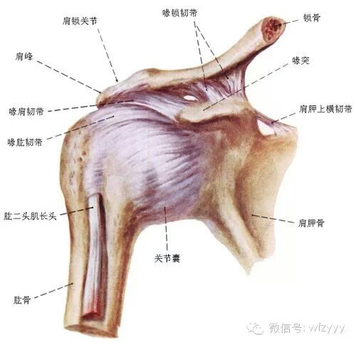 肩膀剧痛凶手一一钙化性肌腱炎