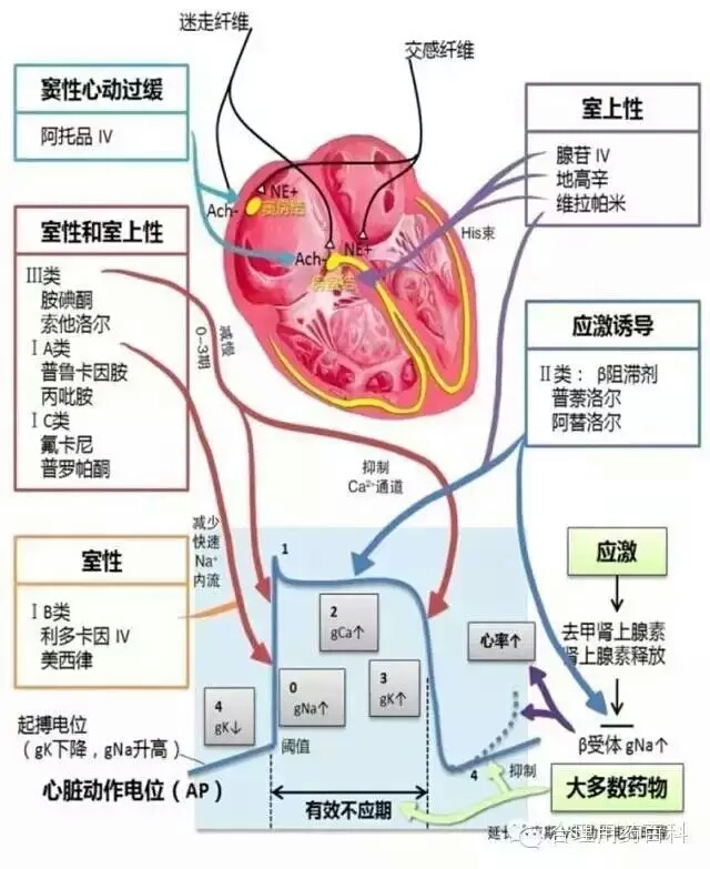 根据浦肯野纤维离体实验所得的药物电生理效应及作用机制,可将抗心律