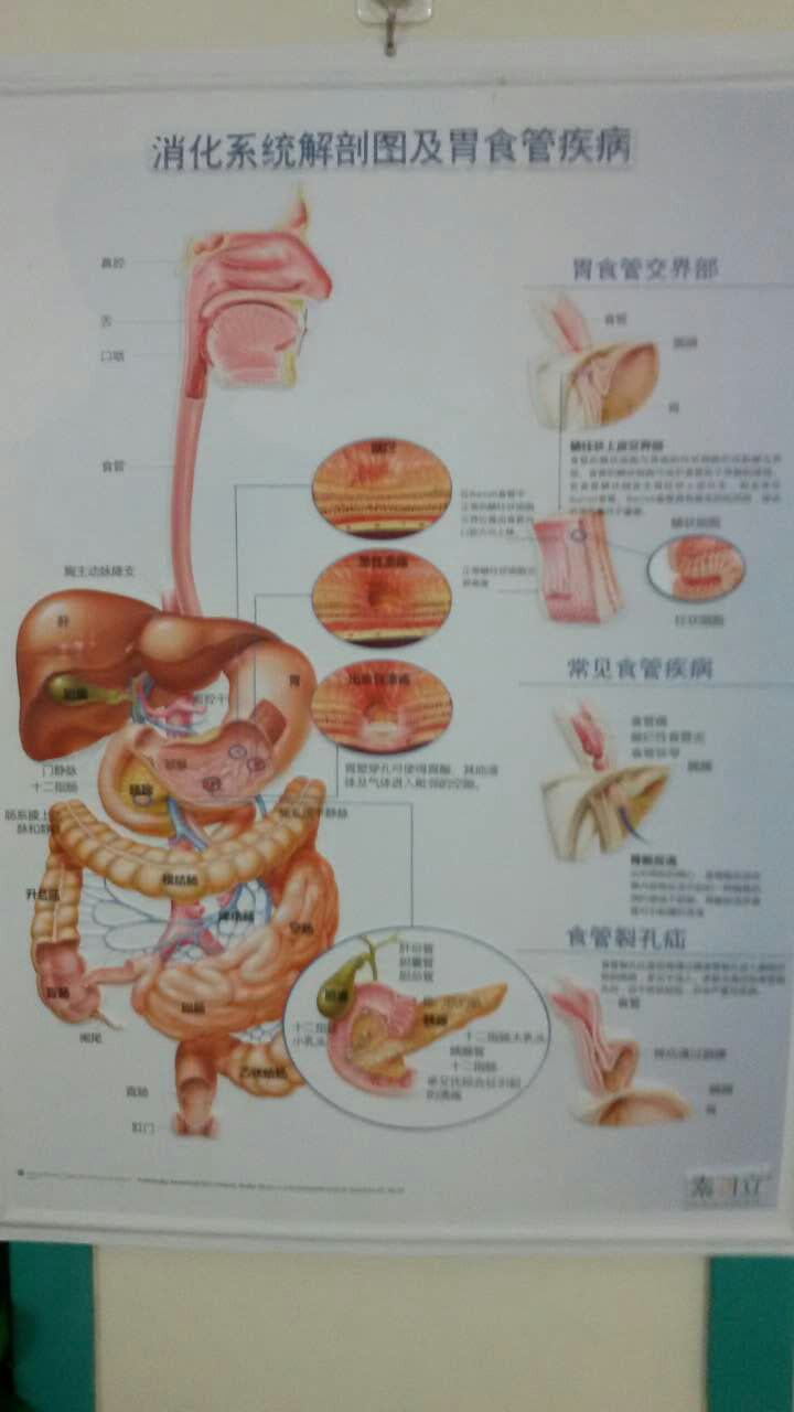 消化系统解剖图及胃食管疾病