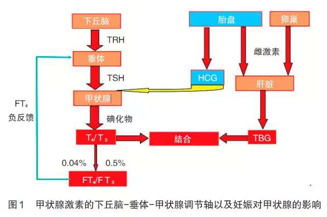 你会看甲状腺功能的化验单吗?