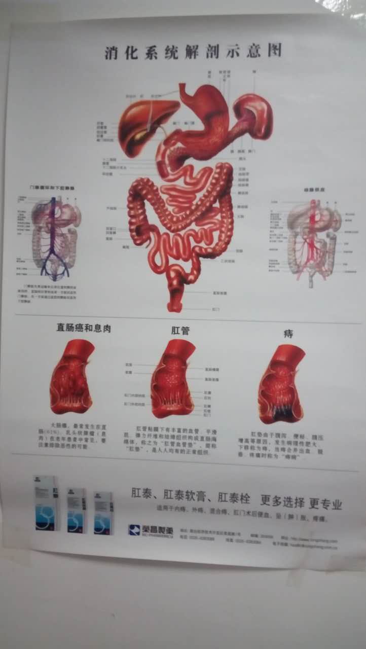 消化系统手绘