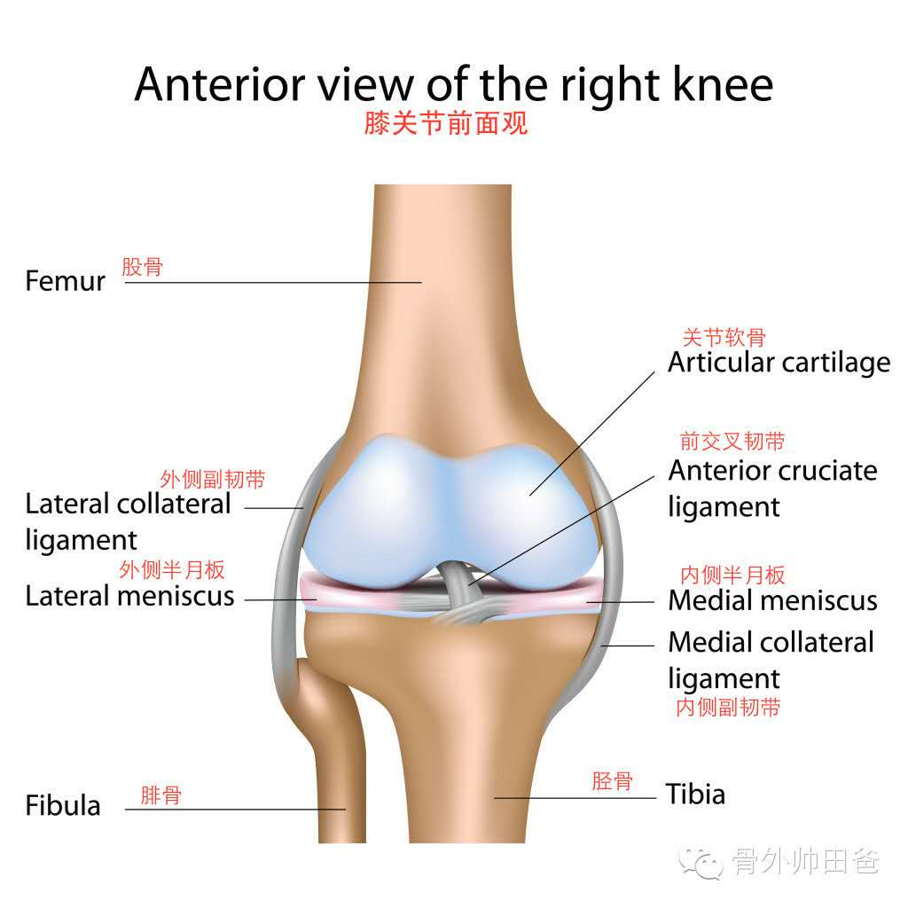 膝关节是人体最大最复杂的关节,同时也是运动时最易损伤到的