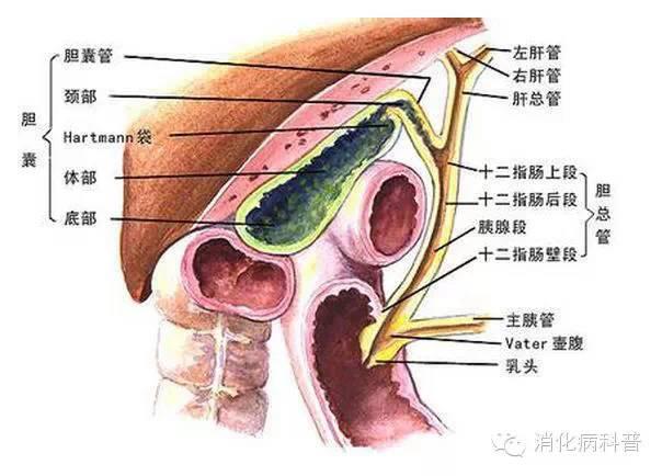 酒后催吐的严重后果你可知道