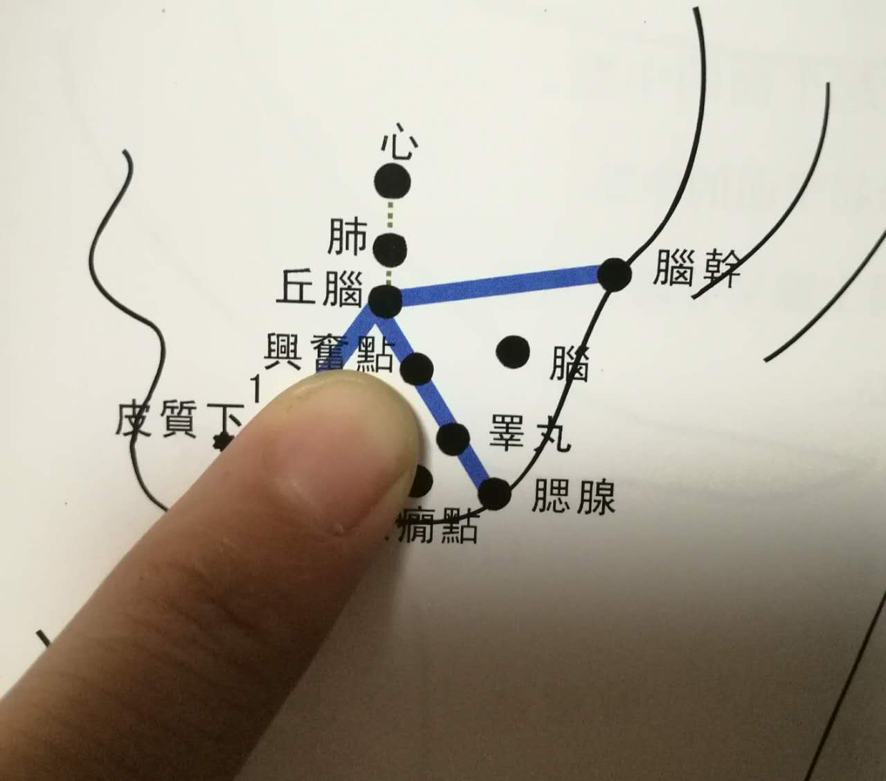 饥点:外鼻与肾上腺连线中点 只要贴准穴位