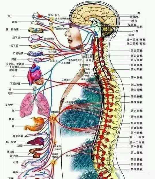 16骨盆或骶椎移位或偏歪则绝大部分的人都有腰骶部酸麻,腰疼的感觉.