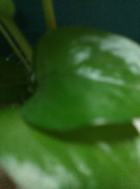 刘医