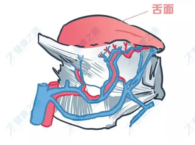 其中血管组织包括: 舌内的毛细血管组织,舌后的舌深动脉,舌背静脉和舌