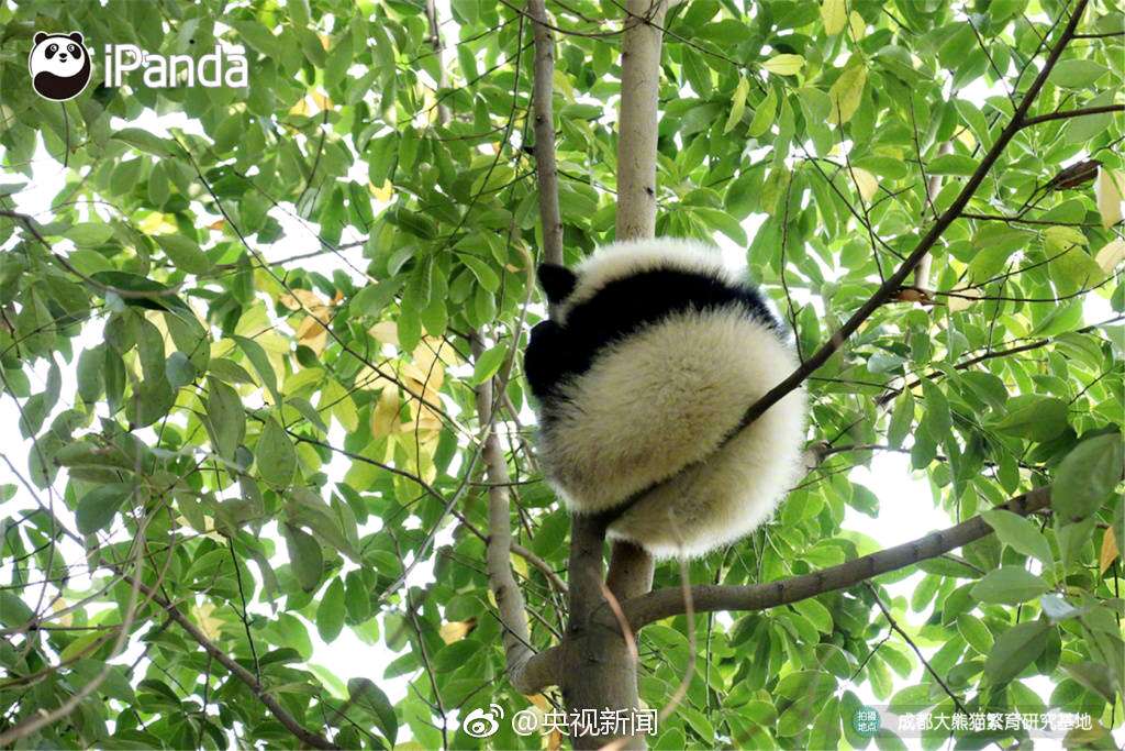 恭恭