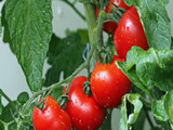 大西红柿VS小西红柿，哪个更营养？