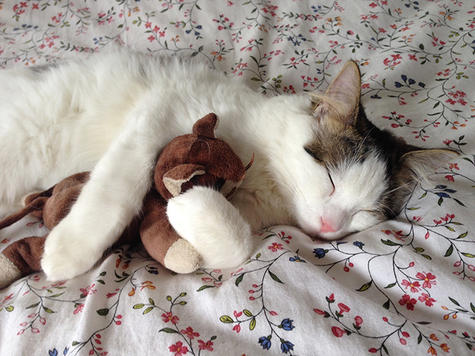 摄图网-床上搂着玩偶睡觉的猫.jpg