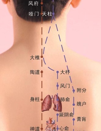 背部放血的位置示意图图片