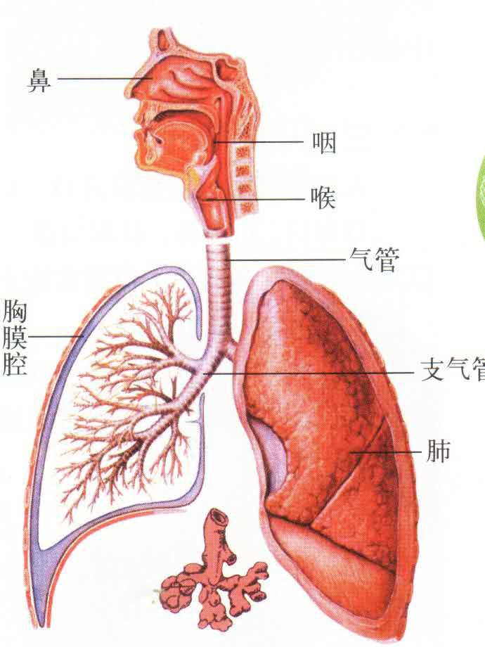 终末细支气管手绘图图片