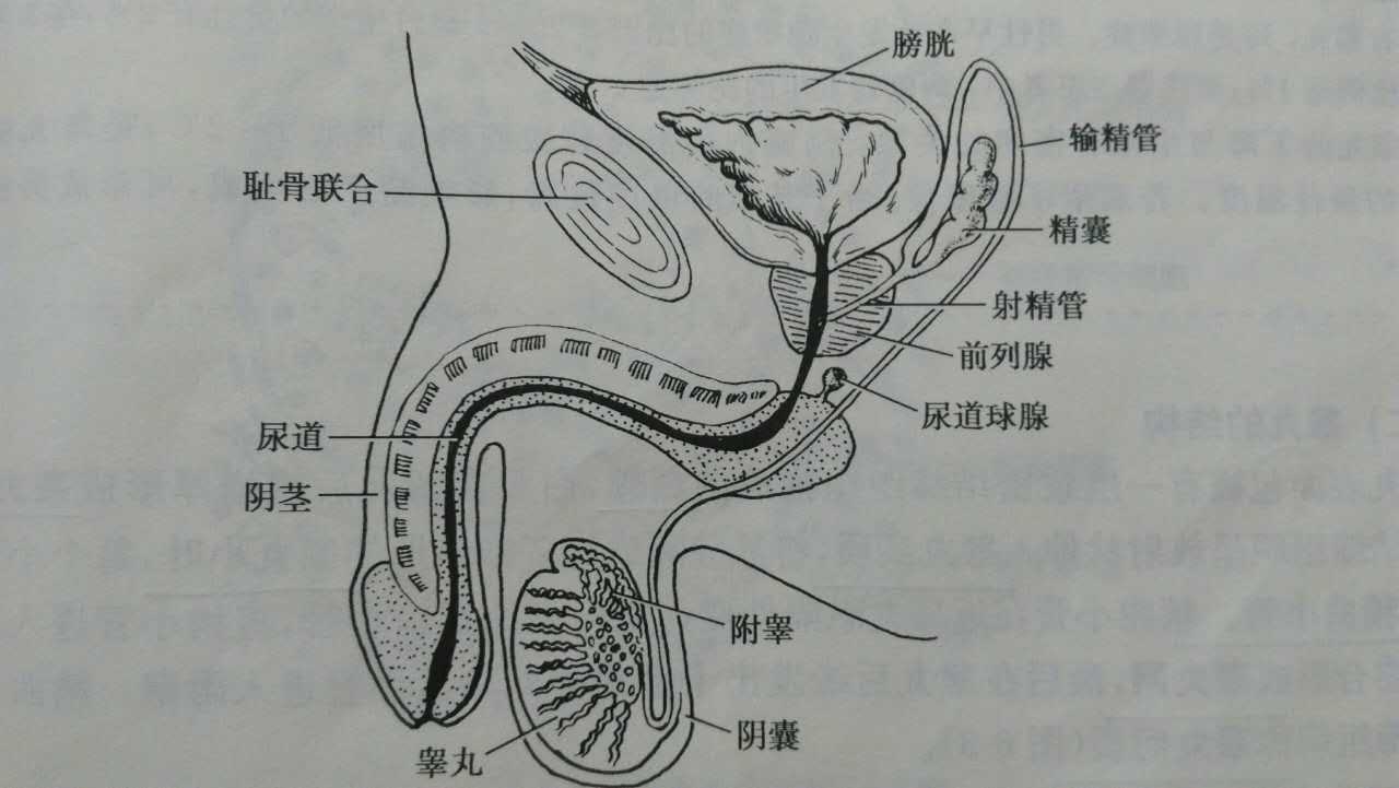 男人身体下方结构图片