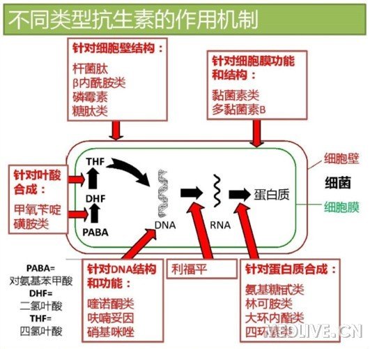 舒普深抗菌素谱图片