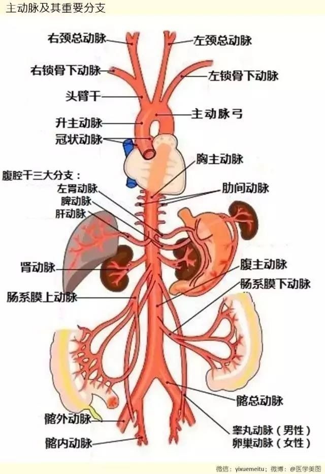 主动脉及重要分支