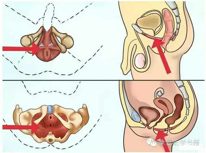 盆底肌肉群