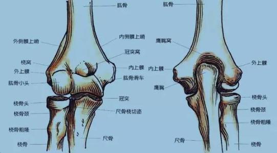 肱骨髁解剖结构图图片