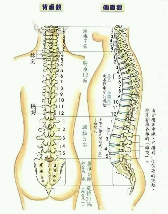 腰椎5节位置图图片