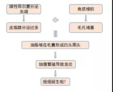 简单来说,你的痘痘从孕育到降生,是这么一个过程