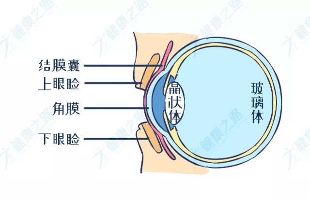 因为眼球和眼皮间有一层完整的结膜,没有任何缝隙留给异物钻进去.